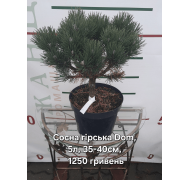  Сосна "Pinus mugo 'Dom"